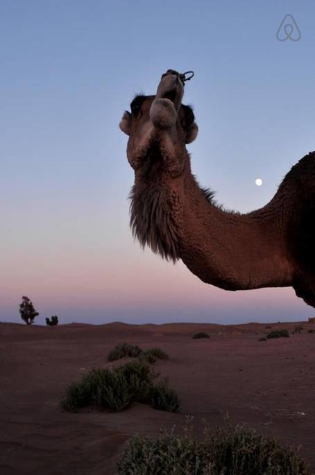Riad De Reve Zagora Εξωτερικό φωτογραφία